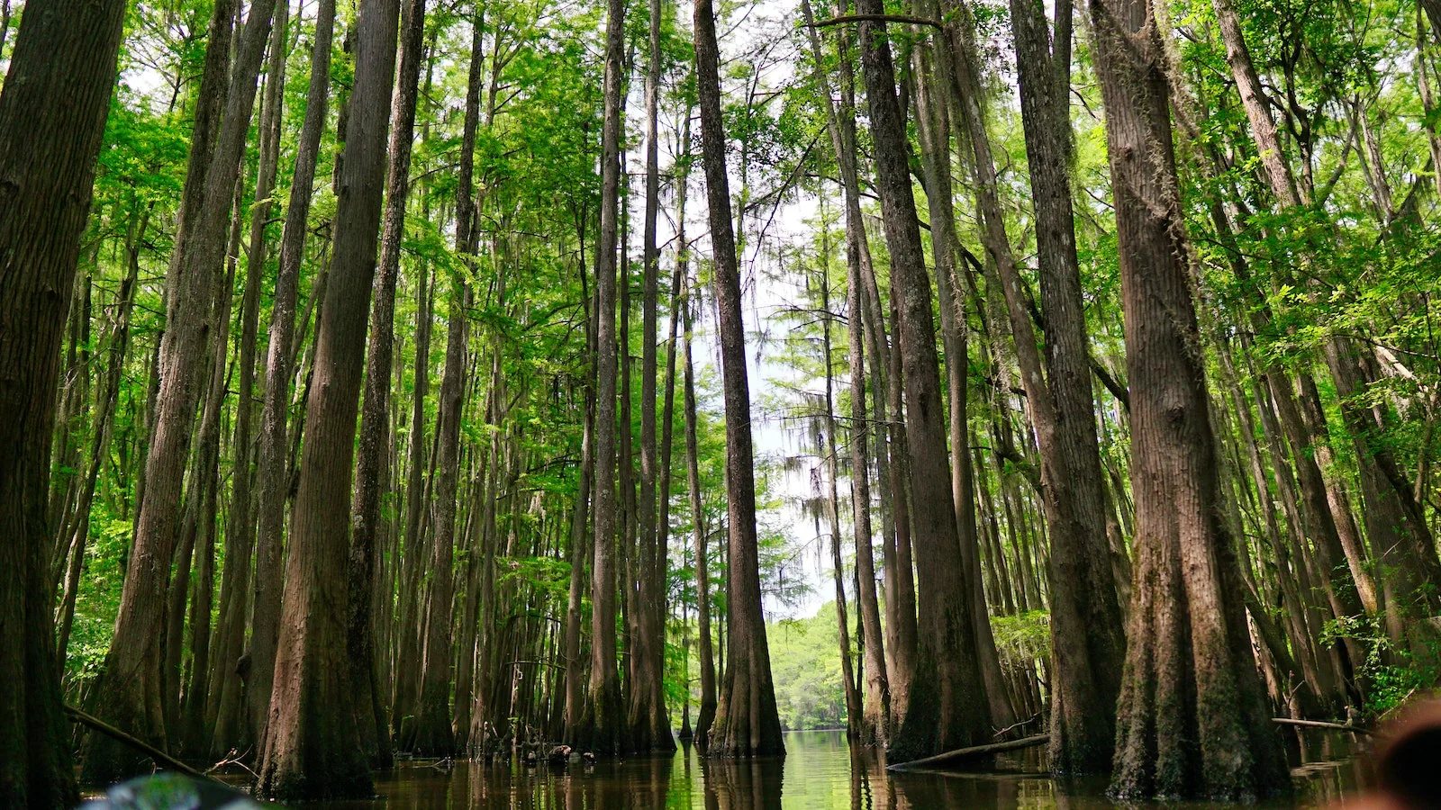 Nature Swamp Landscape Photography