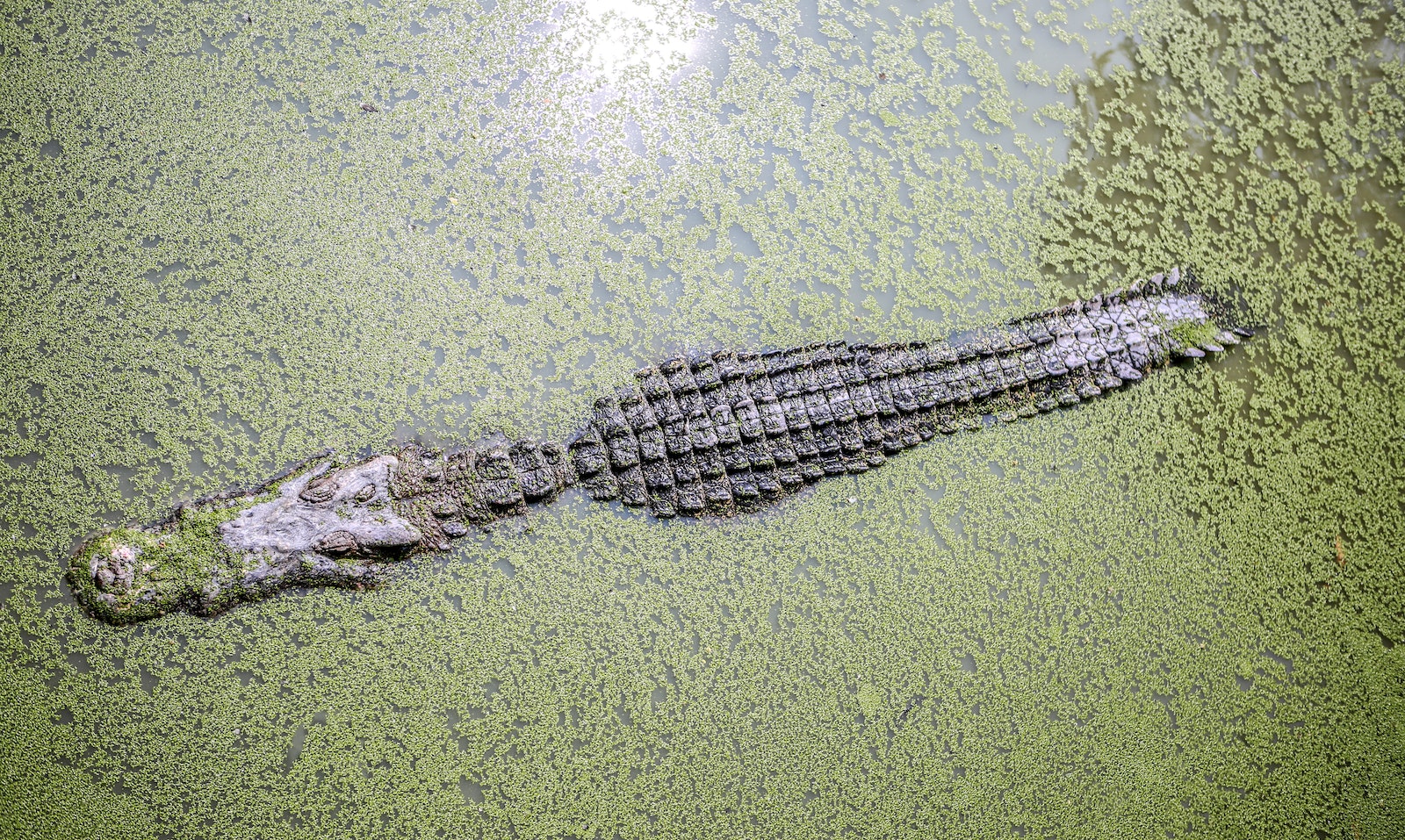 Understanding the Difference Between American Alligators and Crocodiles