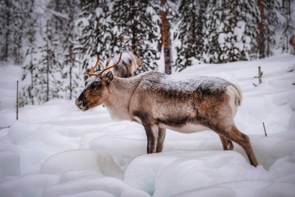 Side view of caribou with horns standing in snowdrifts in winter woods in natural habitat