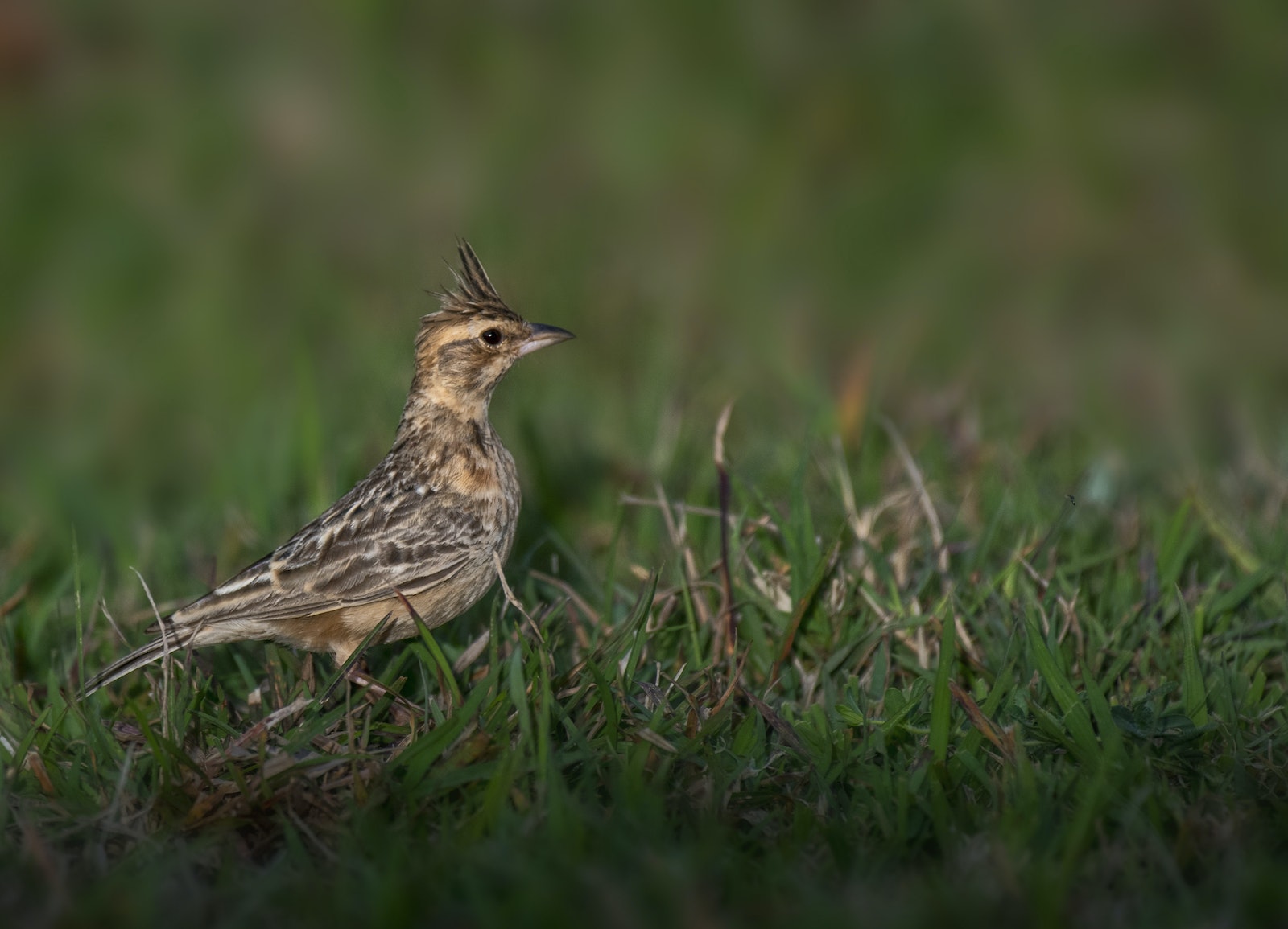 Difference Between Sparrows and Larks: Ground Behavior