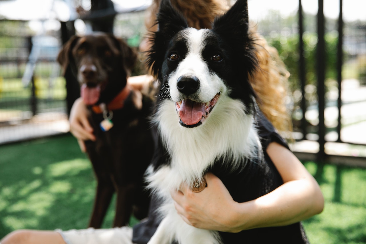 Discover the key differences between Border Collies and Australian Shepherds in this comprehensive comparison. Learn which breed is right for you.