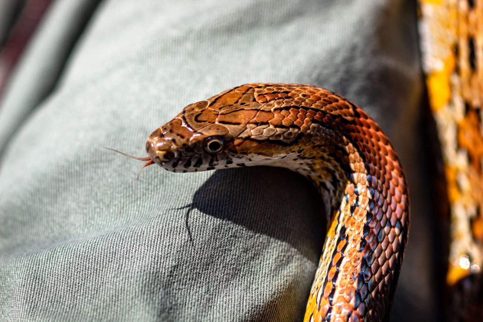 Understanding the Difference Between Corn Snakes and King Snakes