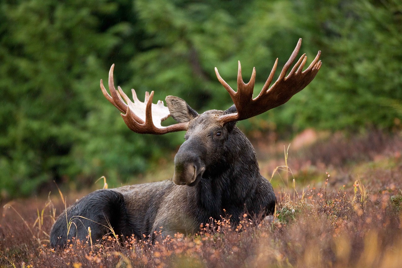 Understanding the Difference Between Elk and Moose